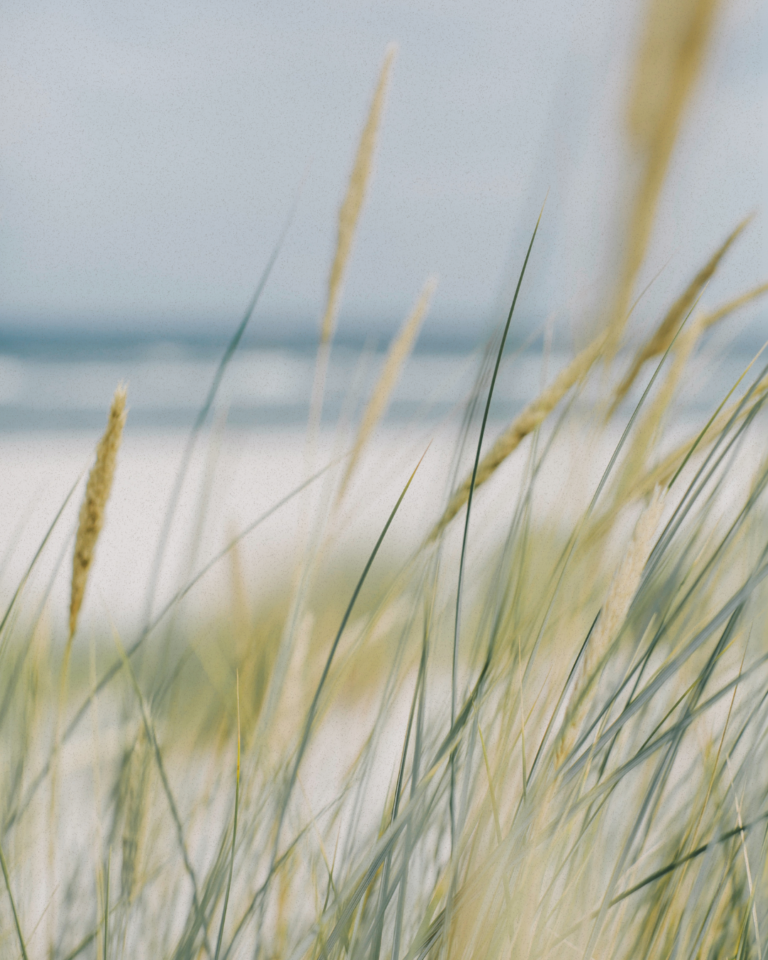 Soft coastal grass by the sea, reflecting calm, clarity, and the journey of self-discovery