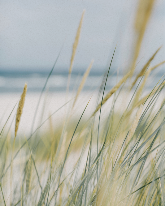 Soft coastal grass by the sea, reflecting calm, clarity, and the journey of self-discovery